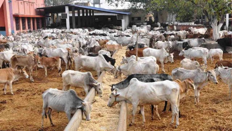 बिहार सरकार का नवाचार: गोबर पत्तियों से बनेगी गैस